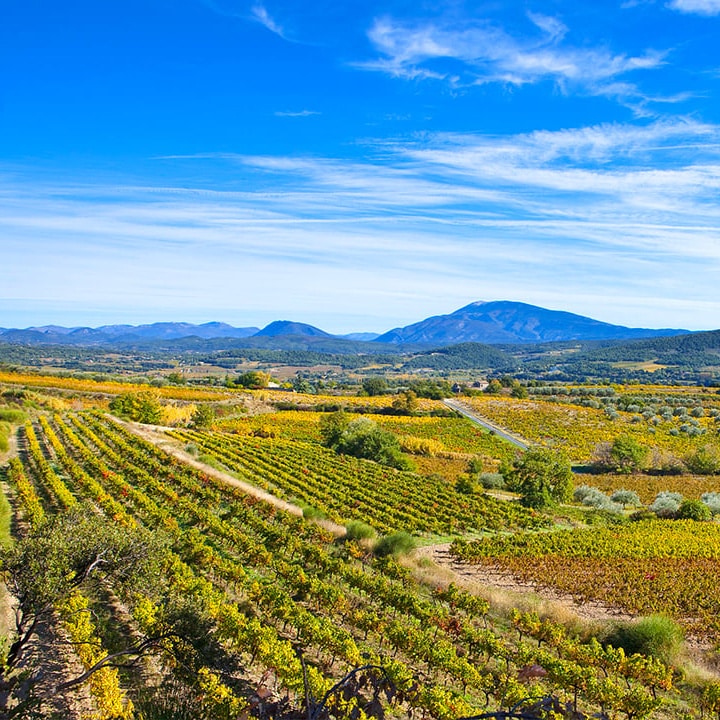 Vignobles Vallée du Rhône